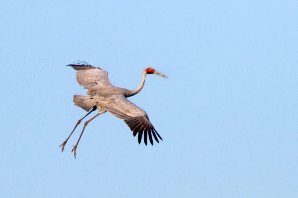 Sarus Crane (Grus antigone)